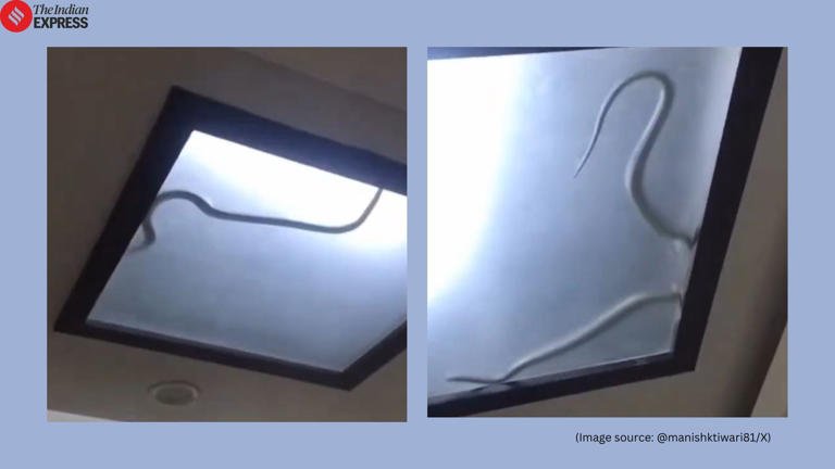 Cobra hiding in kitchen light forces Noida family to lock themselves away, survive on outside food for two days